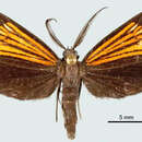 Image of Scea obliquaria Warren 1906