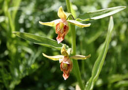 Image of Stream orchid