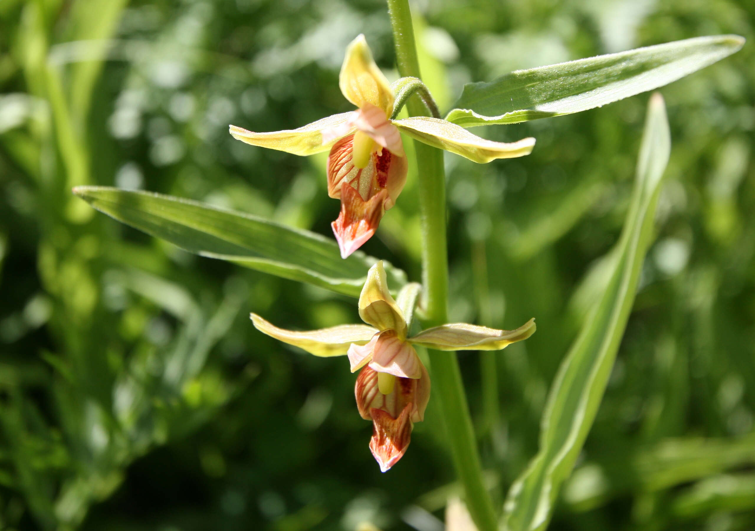 Image of Stream orchid