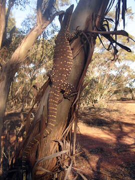 Image of Sand Monitor