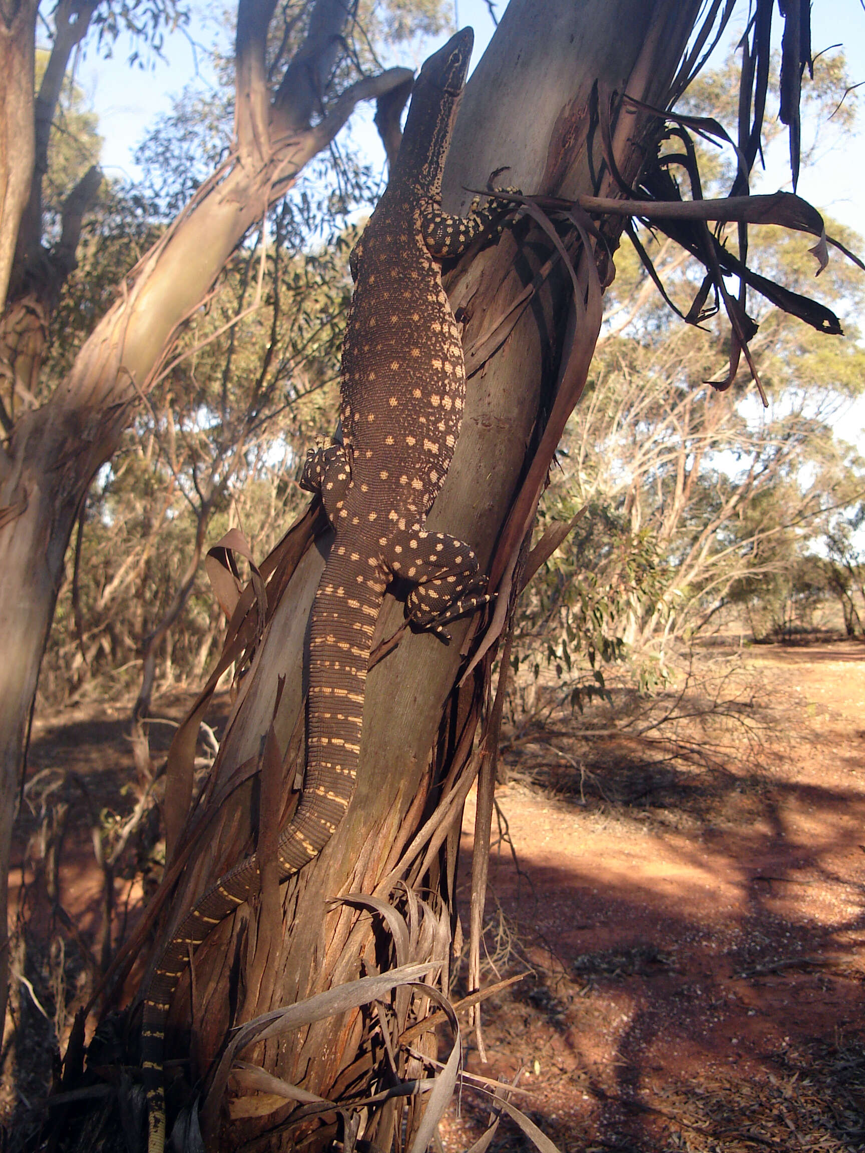 Image of Sand Monitor