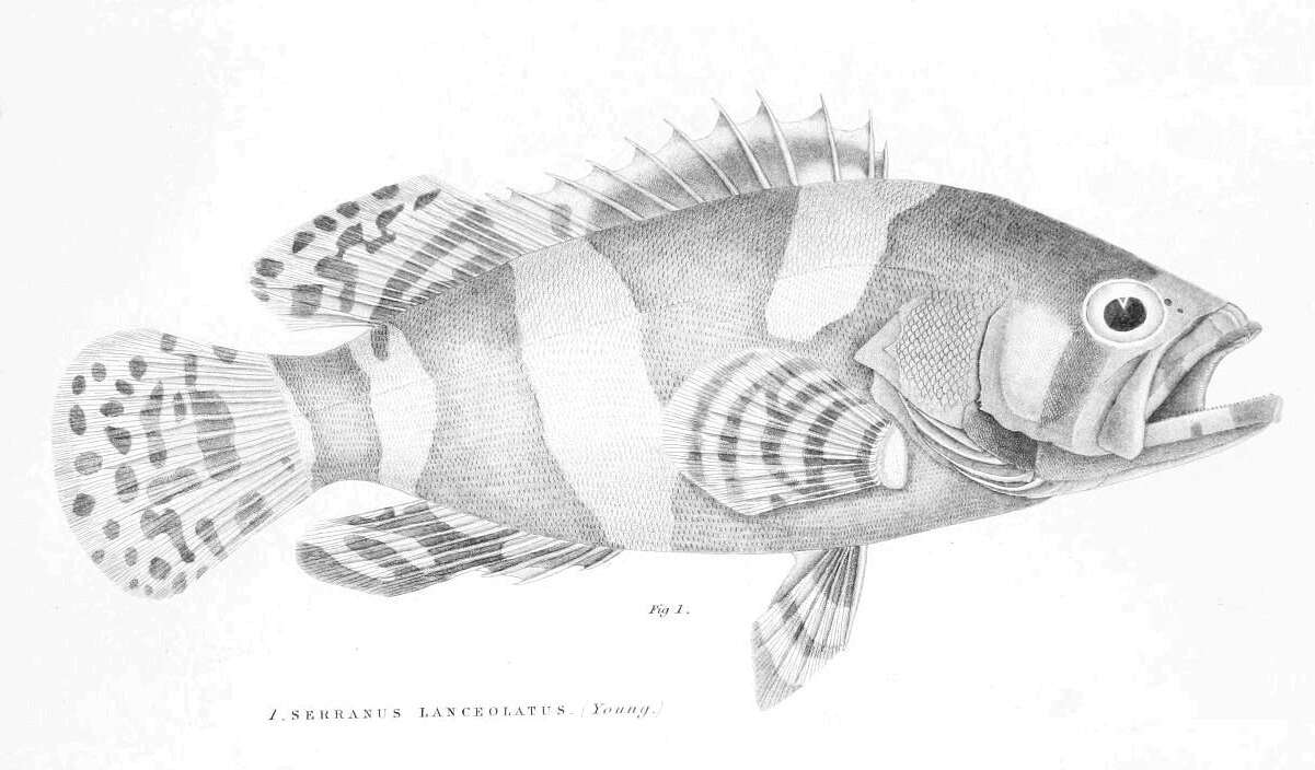 Image of Brindle Bass