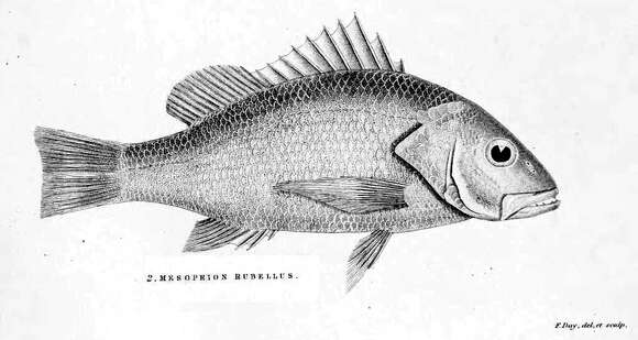 Image of Crimson snapper