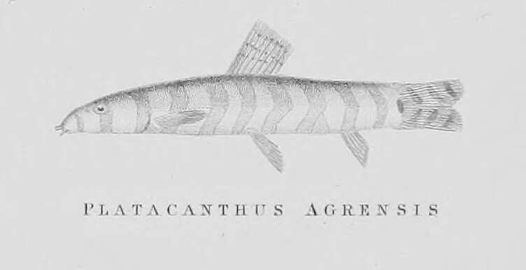 Image de Lepidocephalichthys thermalis (Valenciennes 1846)