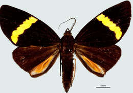 Image of Phavaraea rejecta Geyer 1832