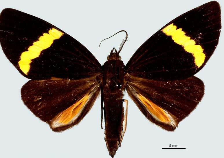 Image of Phavaraea rejecta Geyer 1832
