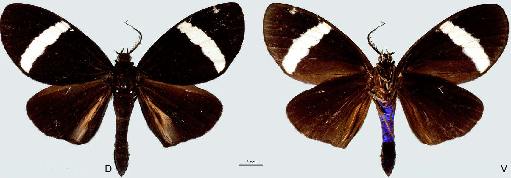 Image of Phavaraea poliana Druce 1893