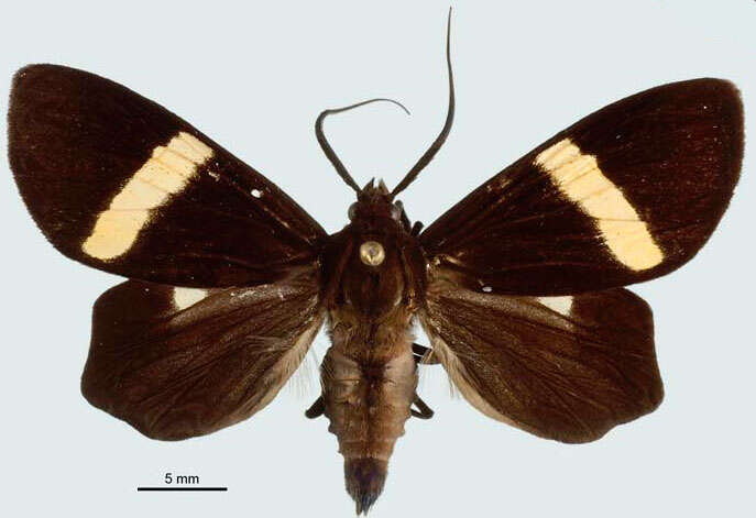 Image of Phavaraea rectangularis