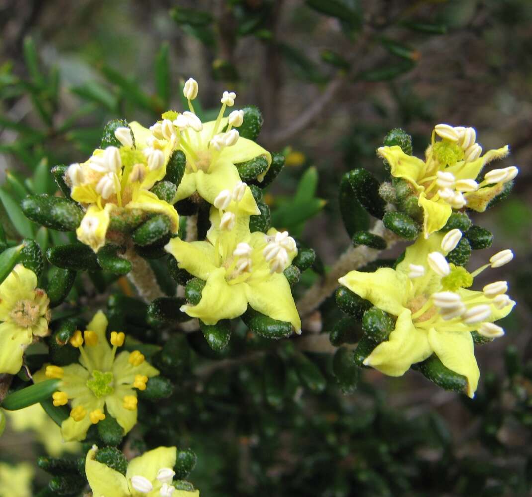 Image of Asterolasia trymalioides F. Müll.