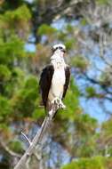 Image of Eastern Osprey