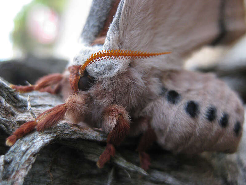 Image of Opodiphthera eucalypti