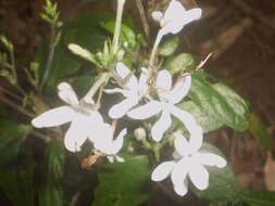 Pseuderanthemum variabile (R. Br.) Radlk. resmi