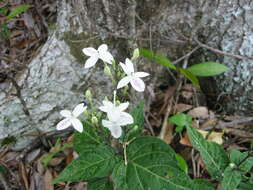 Image de Pseuderanthemum variabile (R. Br.) Radlk.