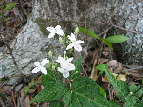 Pseuderanthemum variabile (R. Br.) Radlk. resmi