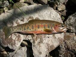 Image of Oncorhynchus clarki lewisi