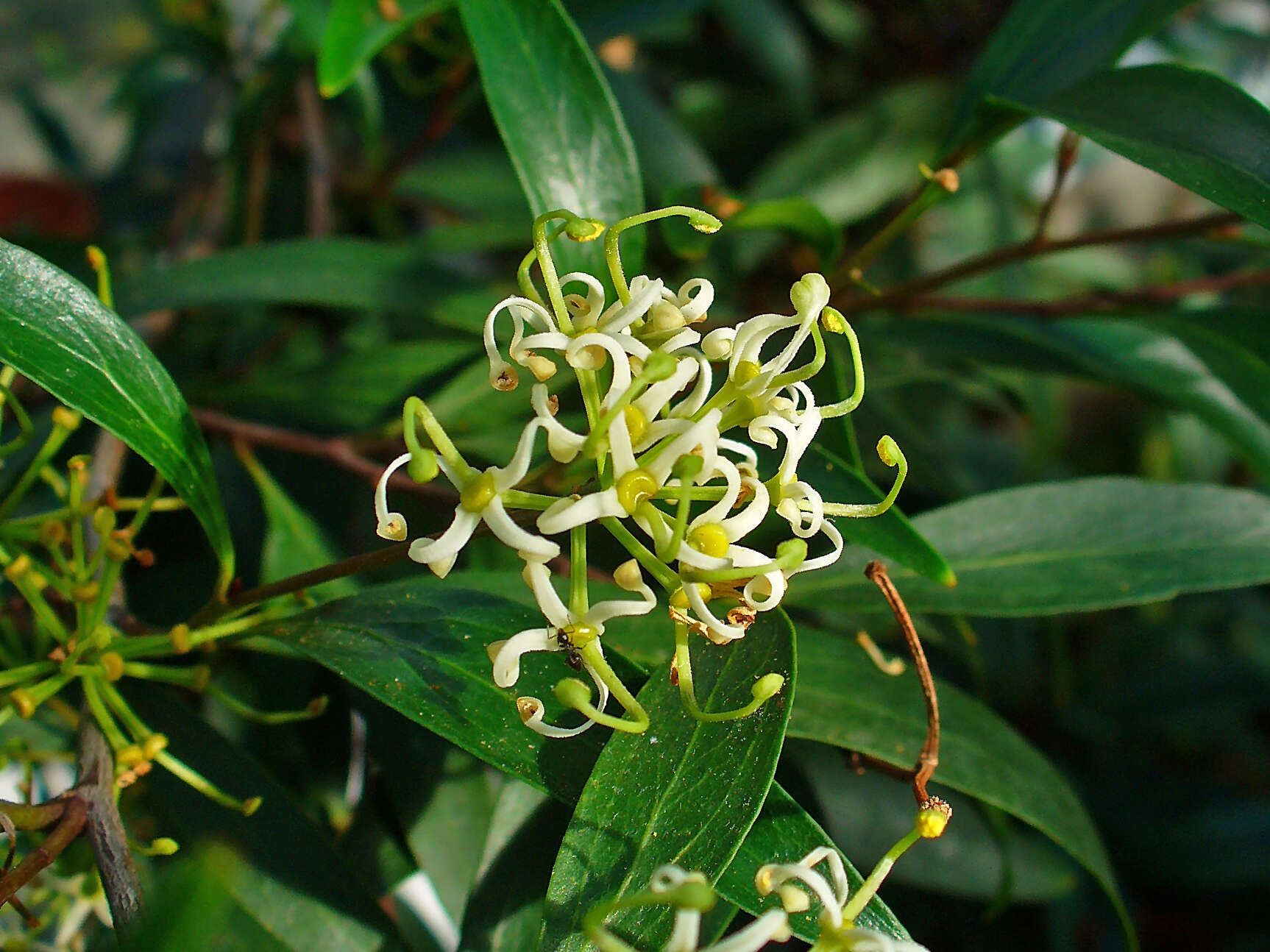 Image of Stenocarpus salignus R. Br.