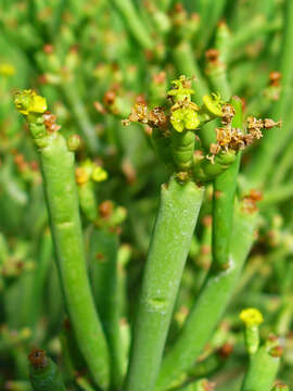 Слика од Euphorbia aphylla Brouss. ex Willd.