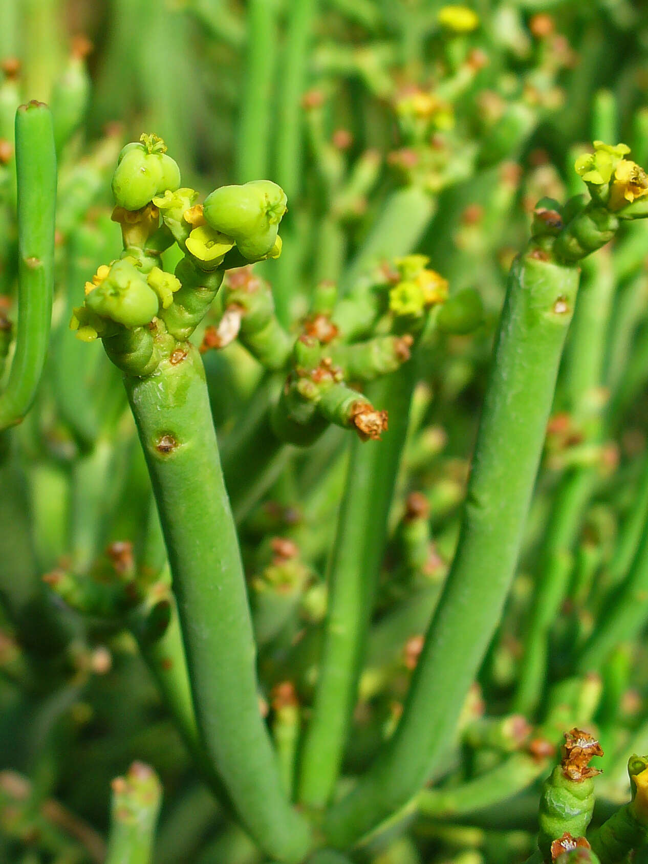 Слика од Euphorbia aphylla Brouss. ex Willd.