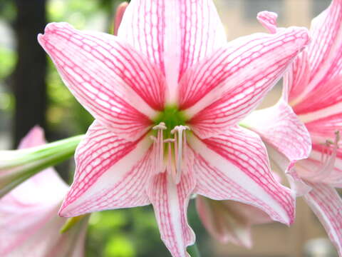 Image of Hippeastrum reticulatum (L'Hér.) Herb.