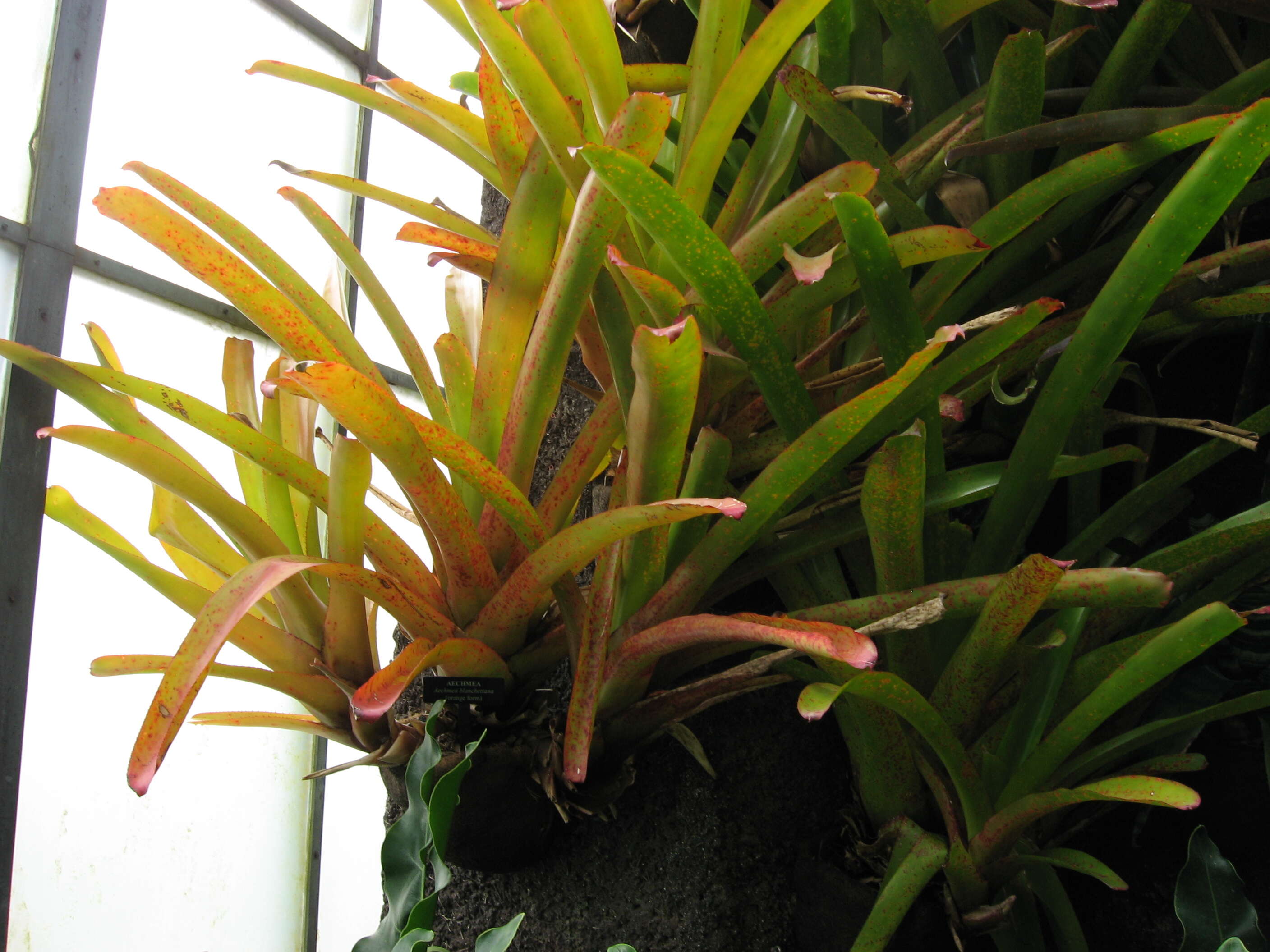 Image of Bromeliad