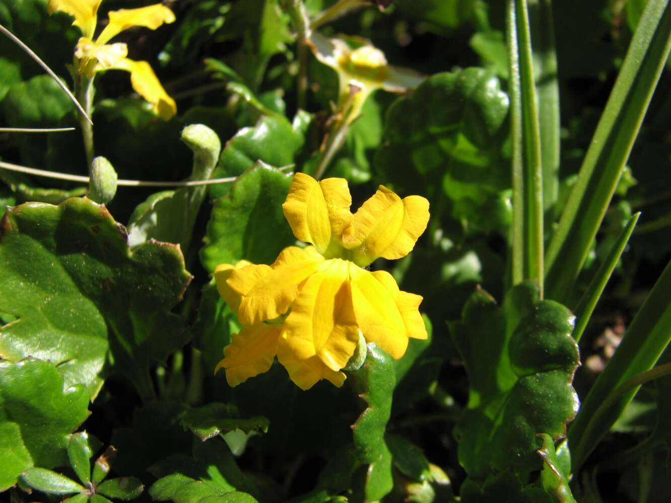 Image of Goodenia hederacea Sm.