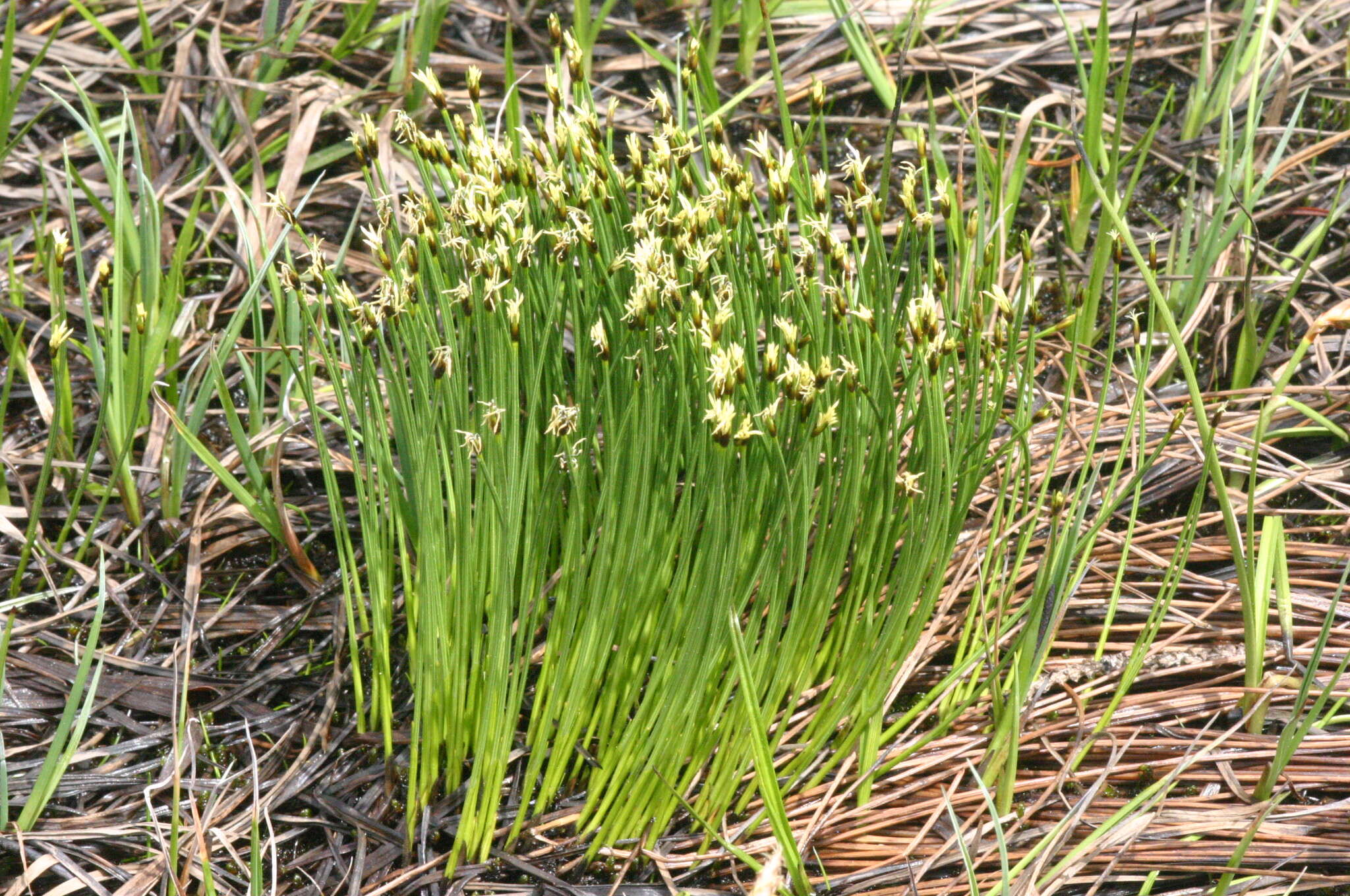 Image of Deergrass