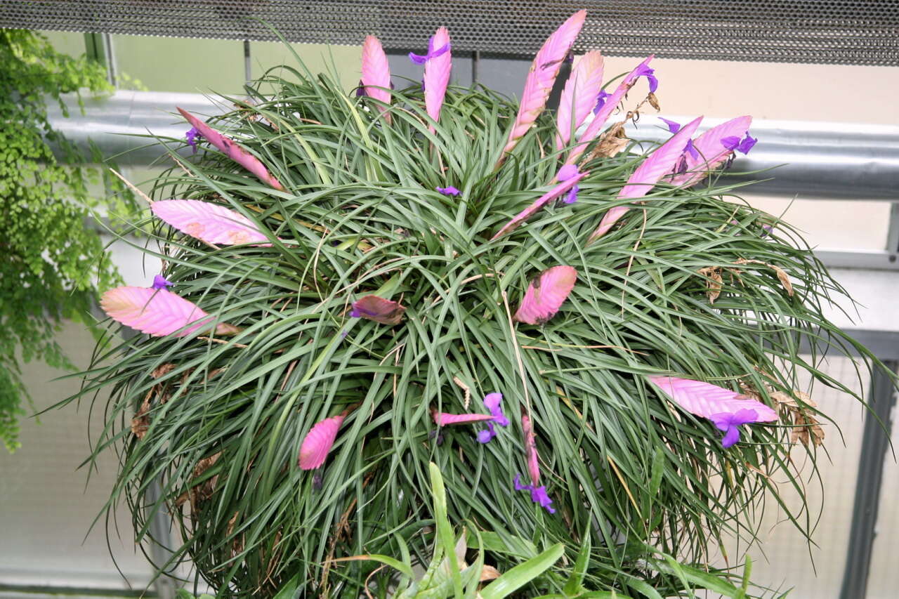 Image of Tillandsia guatemalensis