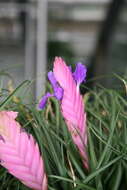 Image of Tillandsia guatemalensis