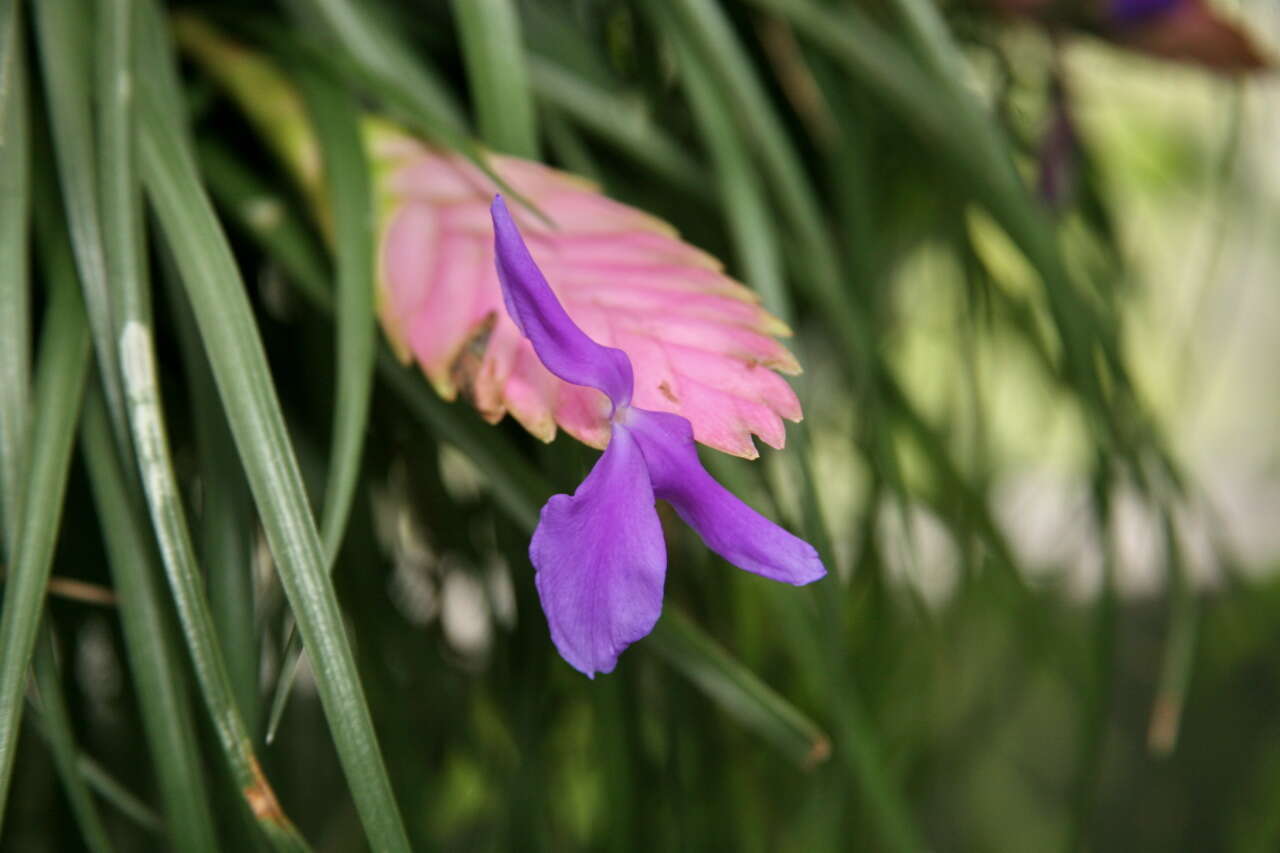 Image of Tillandsia guatemalensis