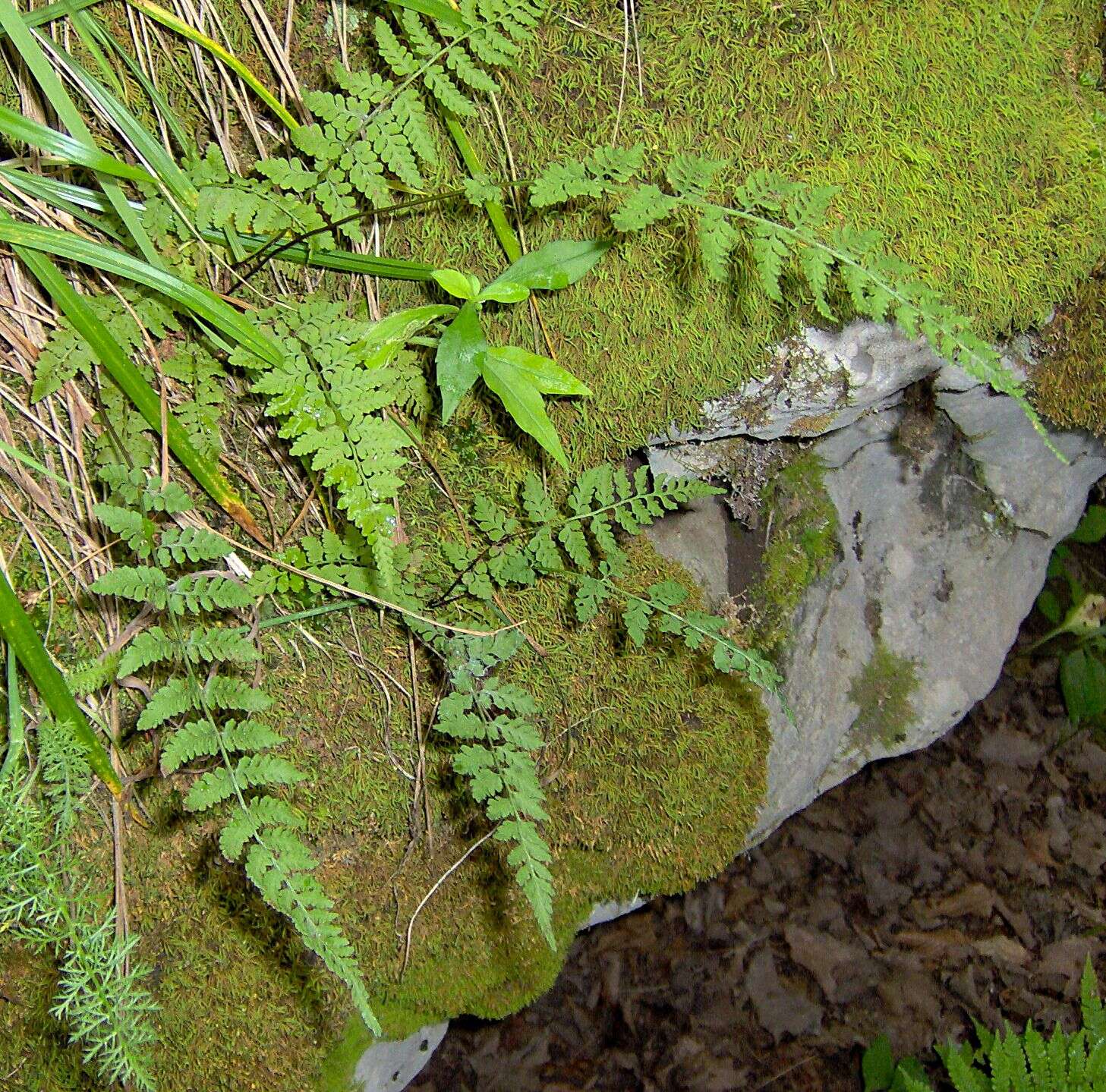 Image of bluntlobe cliff fern