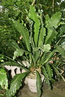 Image of Anthurium eggersii Engl.