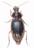 Image of Lecanomerus