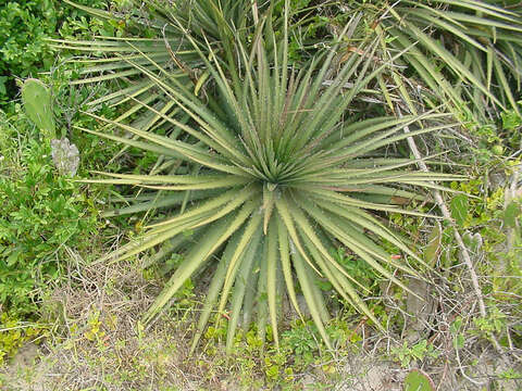 Image de Dyckia maritima Baker