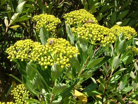 Image of Shrubby Hare's Ear