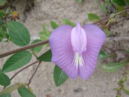 Image of spurred butterfly pea