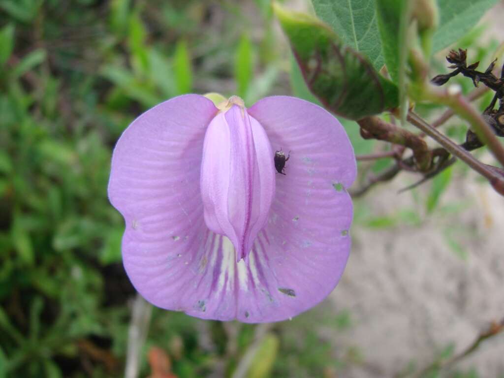 Image of spurred butterfly pea