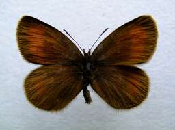 Image of Mnestra’s Ringlet