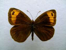 Image of Zapater’s Ringlet