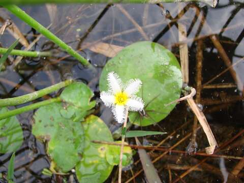 Image of Water-snowflake