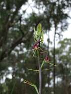 Image of Small tongue orchid