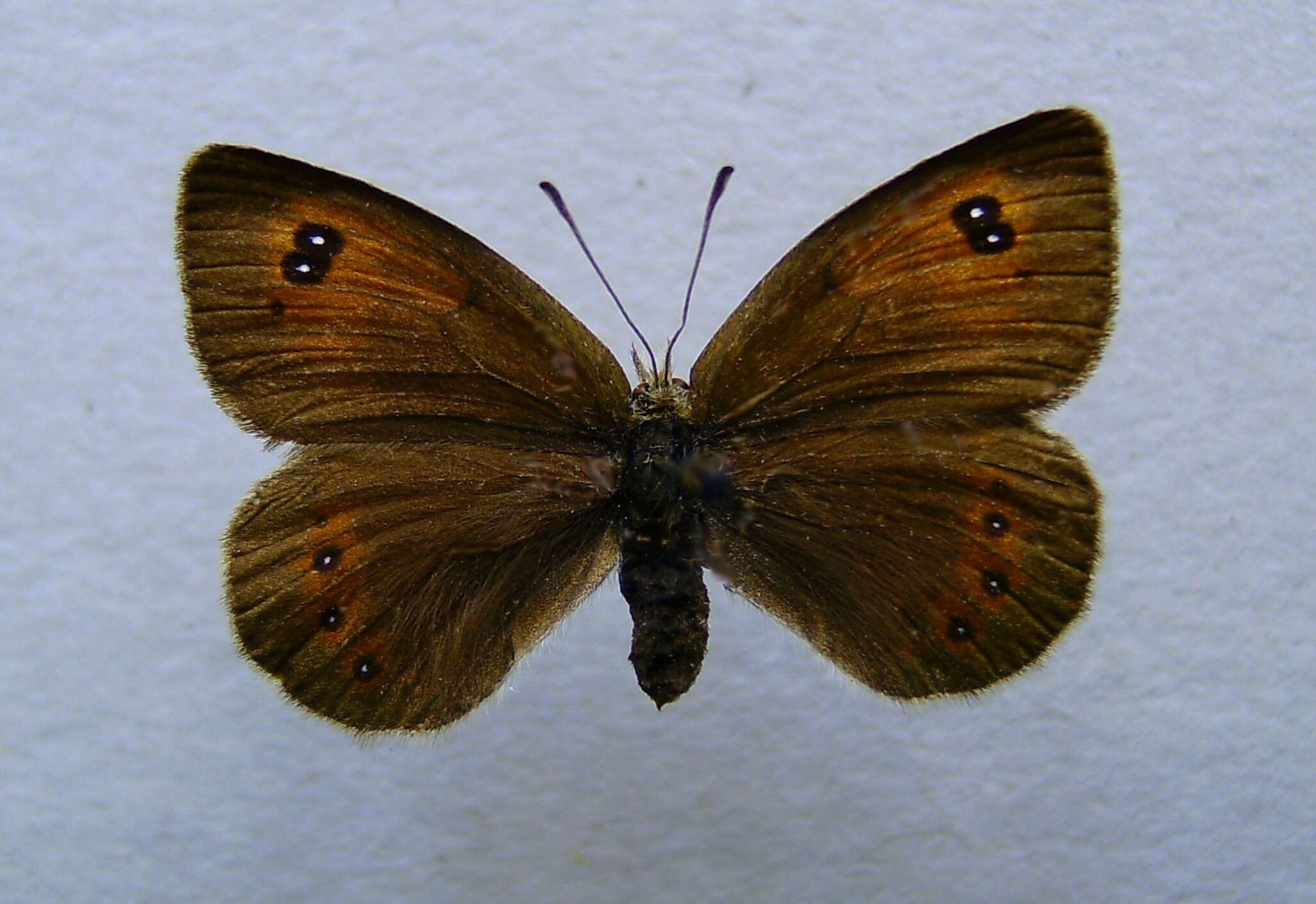 Image of Common Brassy Ringlet