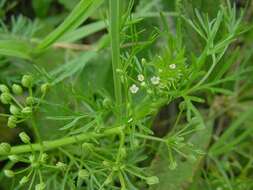 Image of marsh parsley