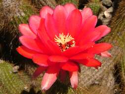 Echinopsis resmi