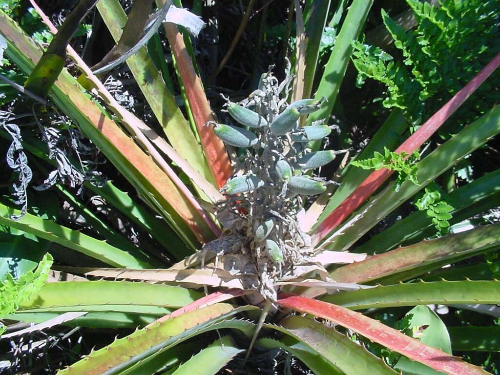 Plancia ëd Bromelia antiacantha Bertol.