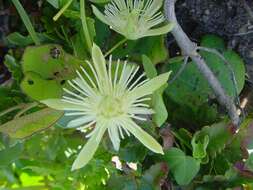 Image of Passiflora capsularis L.