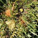 Image de Banksia cirsioides (Meissn.) A. R. Mast & K. R. Thiele