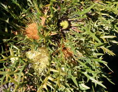 Image of Banksia cirsioides (Meissn.) A. R. Mast & K. R. Thiele