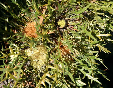 Image de Banksia cirsioides (Meissn.) A. R. Mast & K. R. Thiele