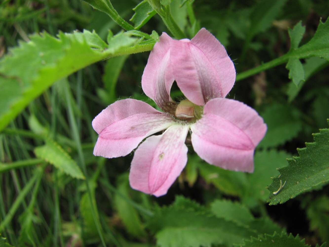 Image of Pinnate Goodenia