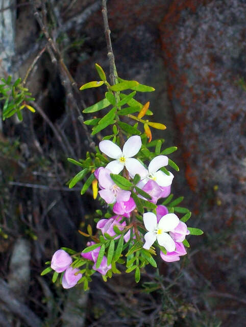 Image of Mount Imlay Boronia